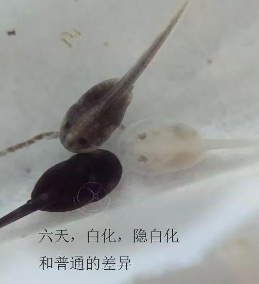 国产蝌蚪,创新科技引领未来生态养殖新篇章